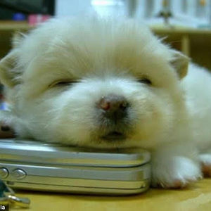 Meet your Posher, Jenny